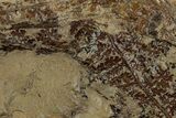 Pennsylvanian Fossil Fern Plate - West Virginia #232215-1